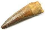 Fossil Spinosaurus Tooth - Real Dinosaur Tooth #357719-1